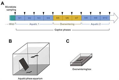 Strong restructuration of skin microbiota during captivity challenges ex-situ conservation of amphibians